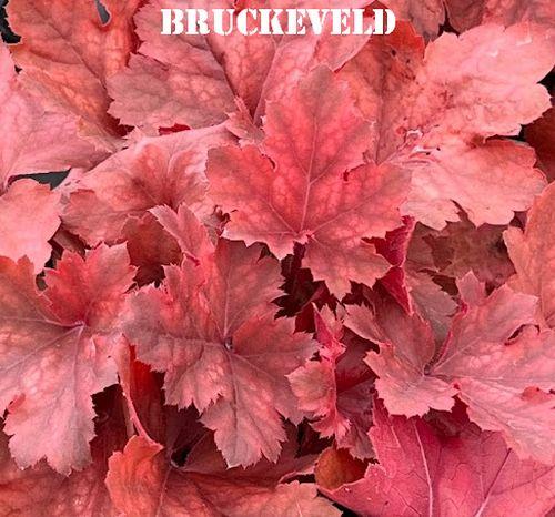 Heuchera 'Cherry Cola' PBR