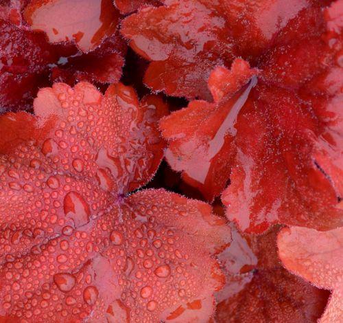 Heuchera 'Fire Alarm' ®