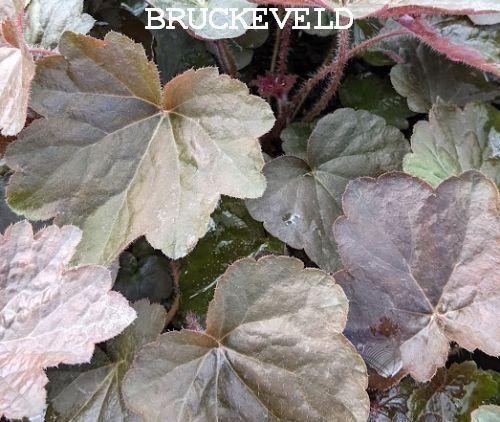 Heuchera 'Palace Purple' ( micrantha )