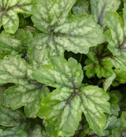 Heucherella 'Pink Revolution' PBR