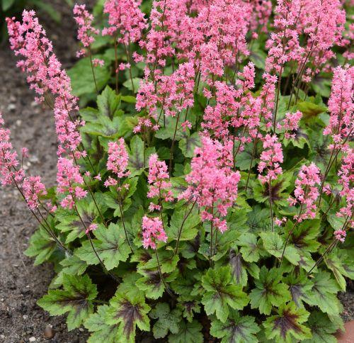 Heucherella 'Pink Revolution' PBR