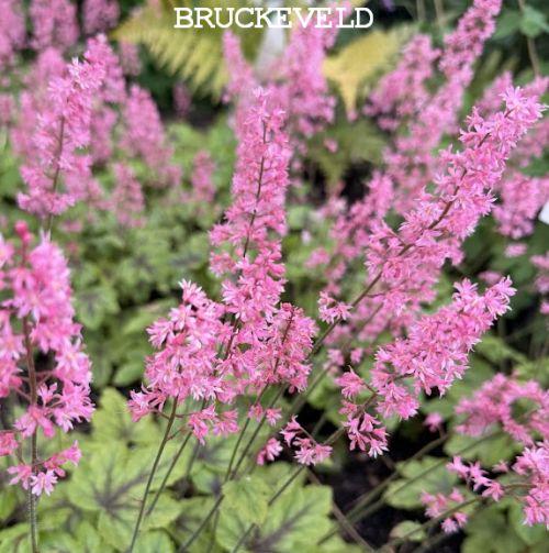 Heucherella 'Pink Revolution' PBR