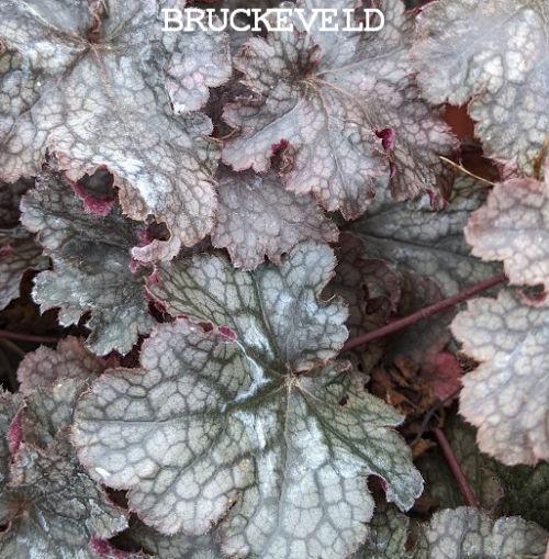 Heuchera 'Plum Pudding'  PBR