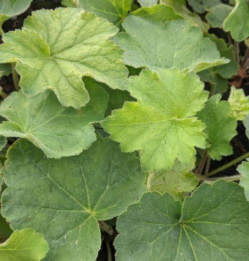 Heuchera var. macrorrhiza (villosa)