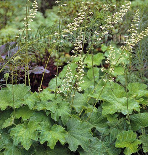 Heuchera var. macrorrhiza (villosa)