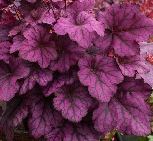 Heuchera 'Wild Rose' PBR