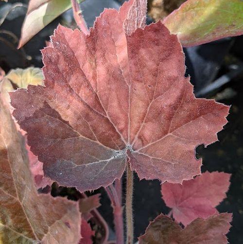 Heuchera 'XXL' ®