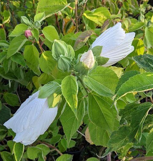 Hibiscus moscheutos 'Galaxy White'