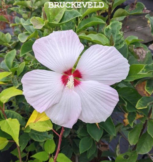 Hibiscus moscheutos 'Galaxy White'