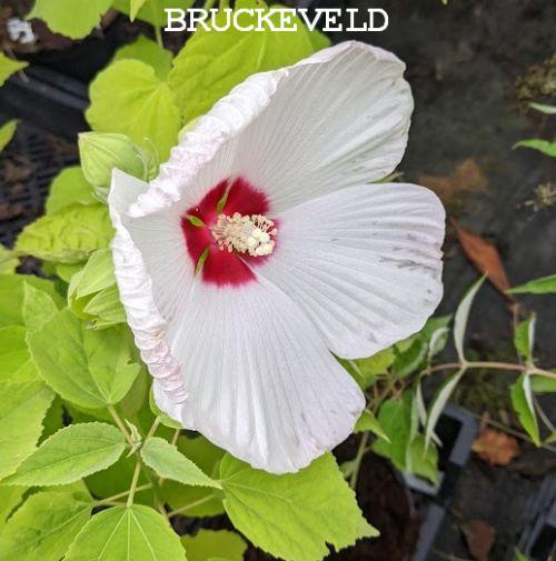 Hibiscus moscheutos 'Galaxy White'