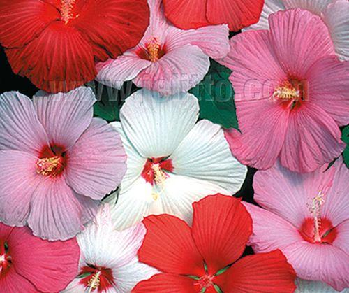 Hibiscus moscheutos 'Galaxy'