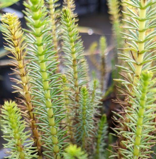 Hippuris vulgaris