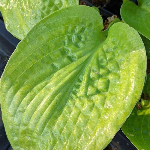 Hosta 'Big Daddy'
