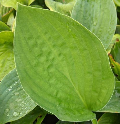 Hosta 'Elegans VEG.  (sieboldiana)