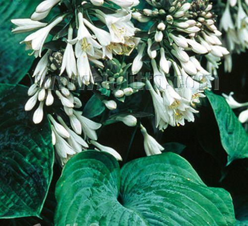 Hosta 'Elegans VEG.  (sieboldiana)
