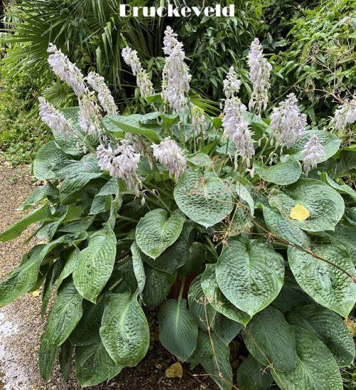 Hosta 'Elegans VEG.  (sieboldiana)