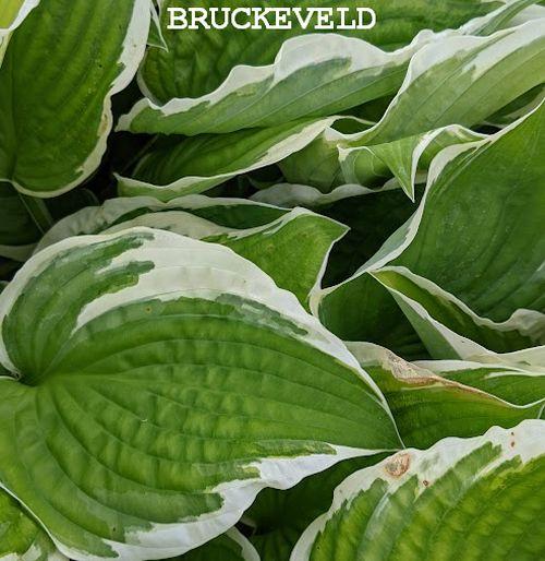 Hosta 'Francee' (fortunei)