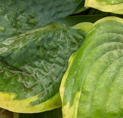 Hosta 'Frances Williams' (sieboldiana)