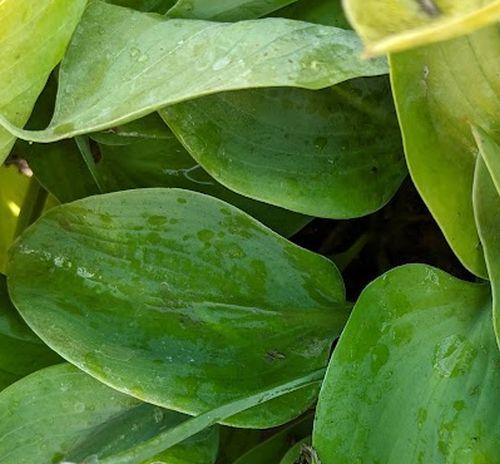 Hosta 'Gold Edger'