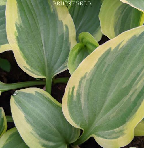 Hosta 'Golden Tiara'