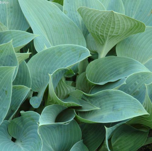 Hosta 'Halcyon' (tardiana)
