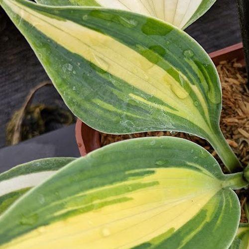 Hosta 'June' PBR