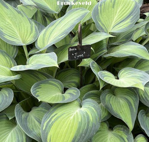 Hosta 'June' PBR