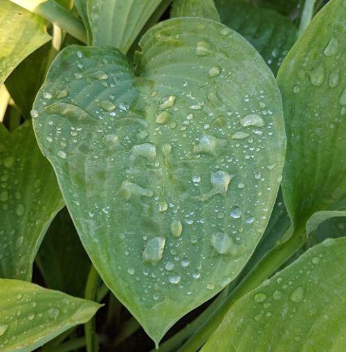 Hosta 'Krossa Regal' (nigrescens)