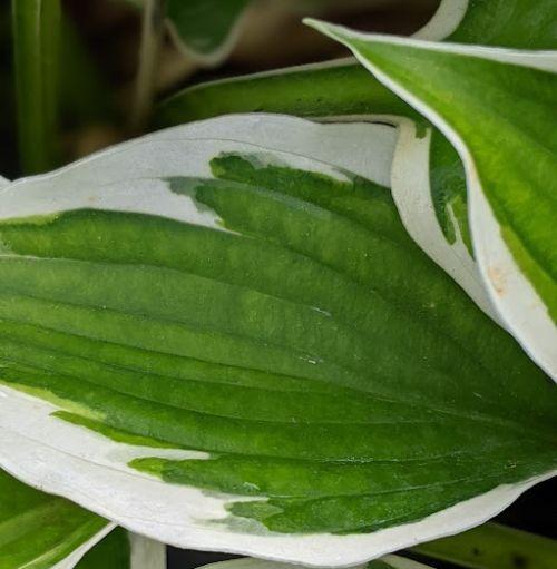 Hosta 'Patriot'