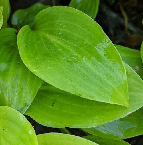 Hosta 'Sweet Susan'