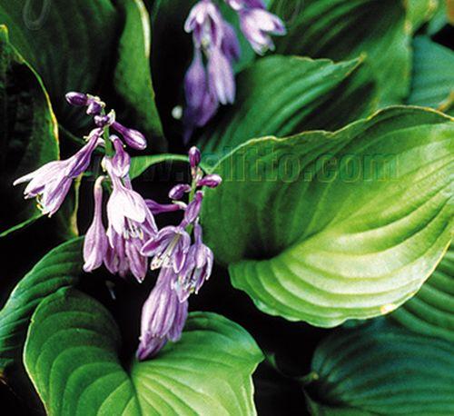 Hosta ventricosa