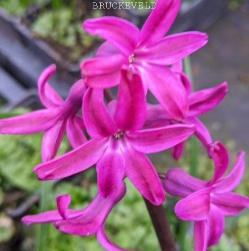 Hyacinthus 'Woodstock'
