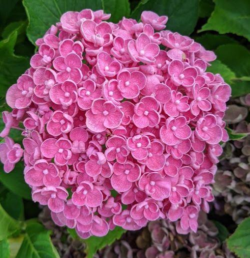 Hydrangea mac. 'Ayesha'   (bolvormig)