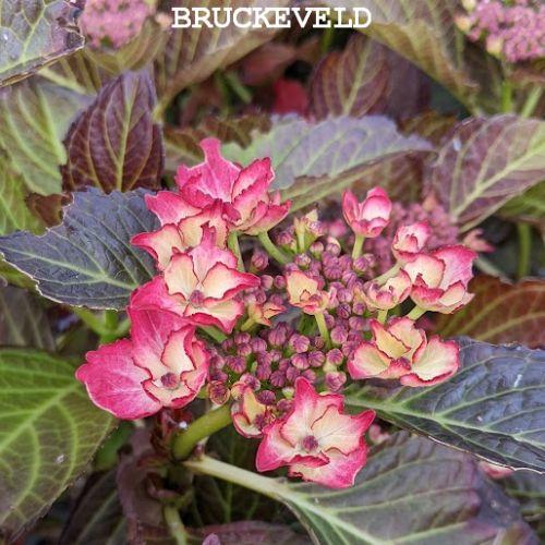 Hydrangea mac. 'Dark Angel'  (schermvormig)