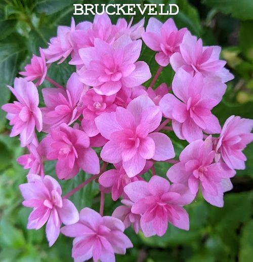 Hydrangea mac. 'Expression'®  (dubbel,bolvormig