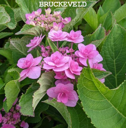 Hydrangea mac. 'Fireworks Pink' (scherm