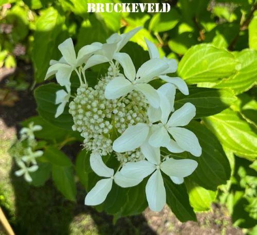 Hydrangea pan. 'Great Star' (Vasterival)