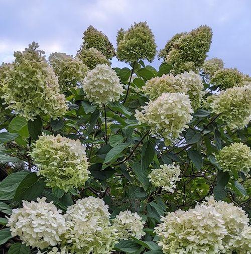 Hydrangea pan. 'Limelight'®