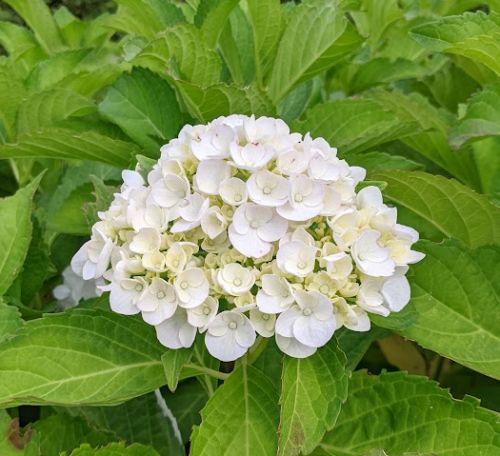 Hydrangea mac. 'Mme Emile Mouillère'  (bolvorm)