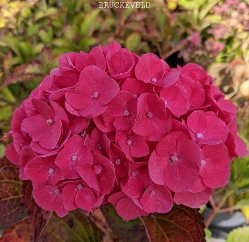 Hydrangea mac. 'Red Baron'  (bolvormig)