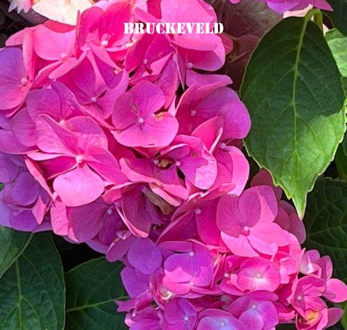 Hydrangea mac. 'Mathilde Gütges'  (bolvormig)