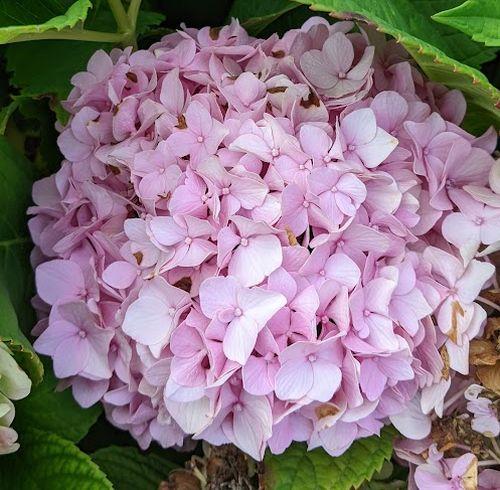 Hydrangea mac. 'Nikko Blue' (bolvorm)