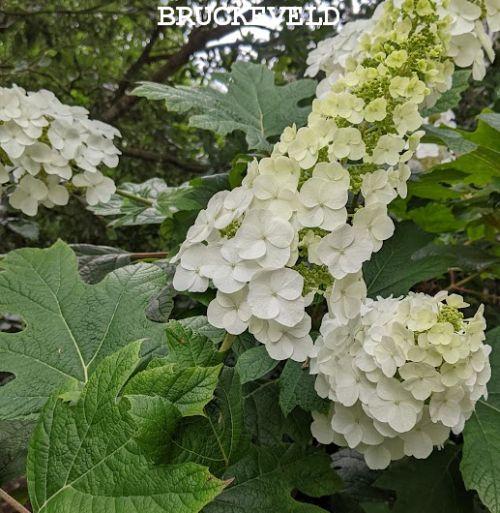 Hydrangea quercifolia