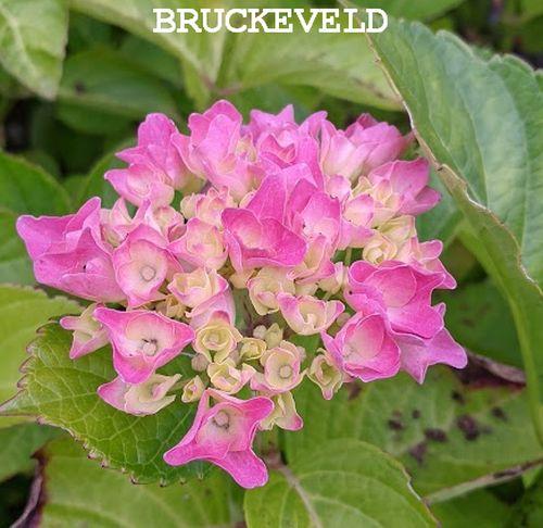Hydrangea mac. 'Renate Steiniger'  (bolvormig)