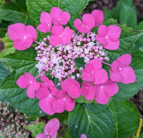 Hydrangea mac. 'Rotkelchen' TELLER  (schermvormig)