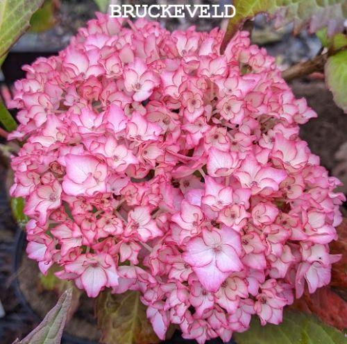 Hydrangea mac. 'Sabrina'