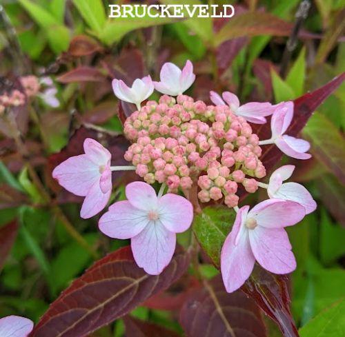 Hydrangea serrata 'Tiara' (schermvorm)