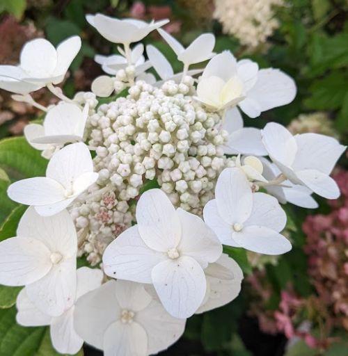 Hydrangea pan.' Wim's Red' ®