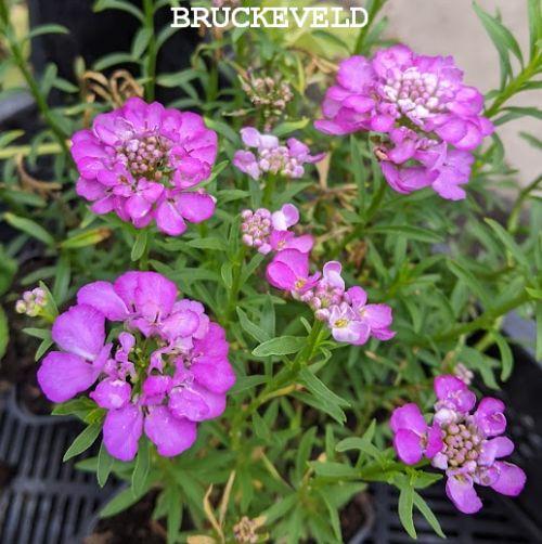 Iberis sem.  'Absolutely Amethyst' ®