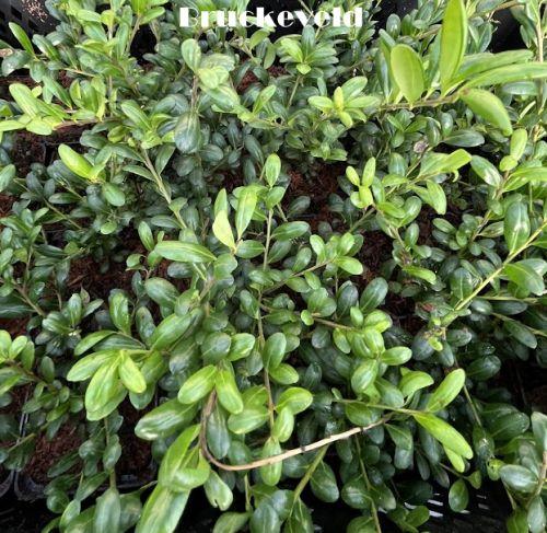 Ilex crenata 'Convexa'